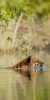 sundarban-1