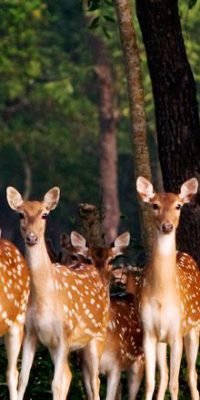 sundarban-2